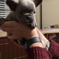 Two females and threemales, a female French Bulldog for sale in Groveland, FL – 1 of 5