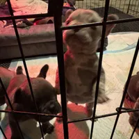 Betty, a female French Bulldog for sale in Groveland, FL – Photo 2 of 6