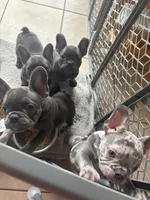 Betty, a female French Bulldog for sale in Groveland, FL – Photo 3 of 6