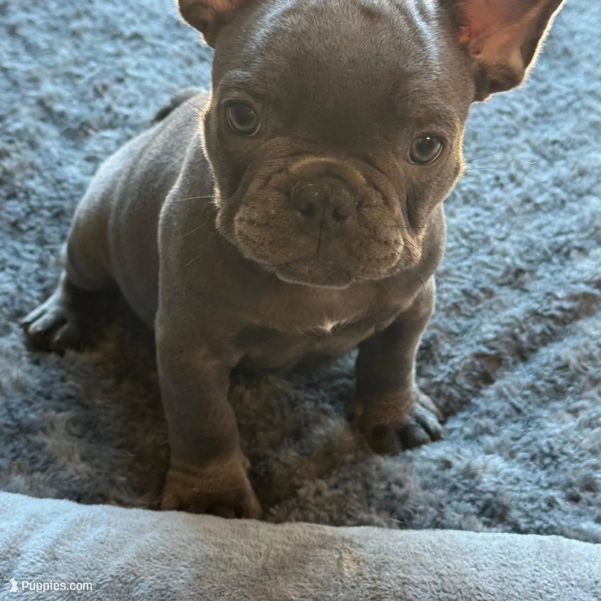 Beta, a female French Bulldog for sale in Groveland, FL – Photo 1 of 2
