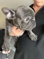 Betty, a female French Bulldog for sale in Groveland, FL – Photo 4 of 6