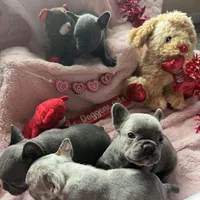 Stanley, a female French Bulldog for sale in Groveland, FL – Photo 4 of 8