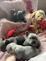 Stanley, a female French Bulldog for sale in Groveland, FL – Photo 4 of 5