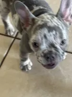 Stanley, a female French Bulldog for sale in Groveland, FL – Photo 7 of 8