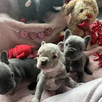 Stanley, a female French Bulldog for sale in Groveland, FL – Photo 2 of 8