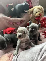 Stanley, a female French Bulldog for sale in Groveland, FL – Photo 2 of 5