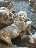 Stanley, a female French Bulldog for sale in Groveland, FL – Photo 6 of 8