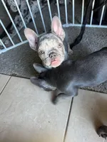 Stanley, a female French Bulldog for sale in Groveland, FL – Photo 8 of 8