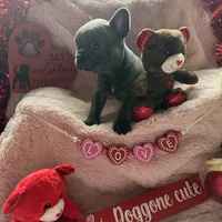 Stanley, a female French Bulldog for sale in Groveland, FL – Photo 5 of 8