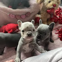 Stanley, a female French Bulldog for sale in Groveland, FL – Photo 3 of 8