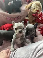 Stanley, a female French Bulldog for sale in Groveland, FL – Photo 3 of 5