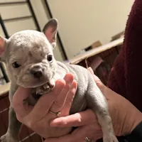 Stanley, a female French Bulldog for sale in Groveland, FL – Photo 1 of 8