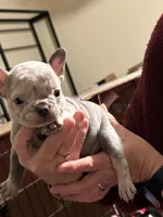 Stanley, a female French Bulldog for sale in Groveland, FL – Photo 1 of 5