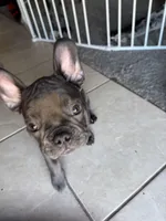 Spidey, a male French Bulldog for sale in Groveland, FL – Photo 5 of 6