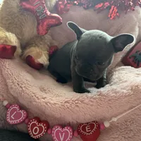 Spidey, a male French Bulldog for sale in Groveland, FL – Photo 3 of 6