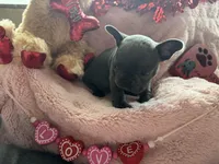 Spidey, a male French Bulldog for sale in Groveland, FL – Photo 3 of 3