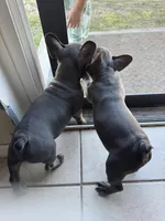 Spidey, a male French Bulldog for sale in Groveland, FL – Photo 6 of 6