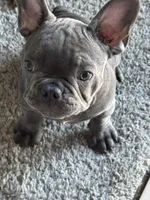 Spidey, a male French Bulldog for sale in Groveland, FL – Photo 4 of 6