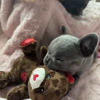 Spidey, a male French Bulldog for sale in Groveland, FL – Photo 2 of 6