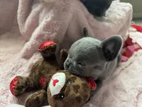 Spidey, a male French Bulldog for sale in Groveland, FL – Photo 2 of 3