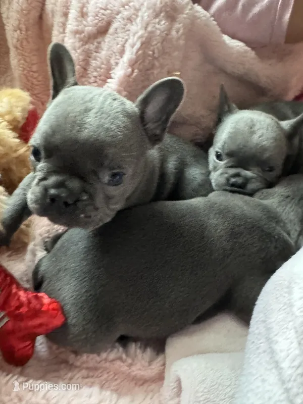 Spidey, a male French Bulldog for sale in Groveland, FL – Photo 1 of 3