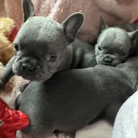 Spidey, a male French Bulldog for sale in Groveland, FL – Photo 1 of 6