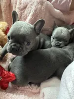 Spidey, a male French Bulldog for sale in Groveland, FL – Photo 1 of 3