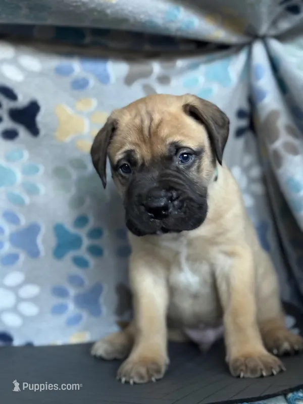 Bleu – Bullmastiff puppy for sale in Utica, NY
