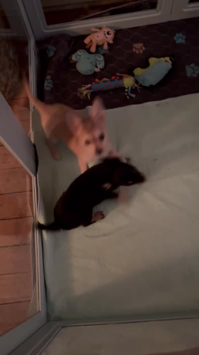 BonBon, a male Chihuahua for sale in Monterey, VA – 1 of 1