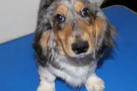 Frank, a male Dachshund for sale in Albuquerque, NM – Photo 3 of 4