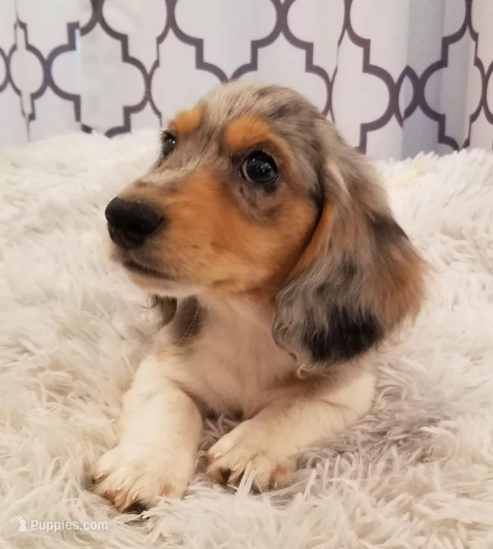 Frank – Dachshund puppy for sale in Albuquerque, NM