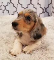 Frank, a male Dachshund for sale in Albuquerque, NM – Photo 1 of 4