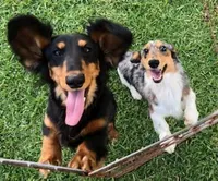 Frank, a male Dachshund for sale in Albuquerque, NM – Photo 4 of 4