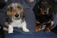 Frank, a male Dachshund for sale in Albuquerque, NM – Photo 2 of 4