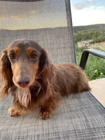 Berta, a female Miniature Dachshund for sale in Albuquerque, NM – Photo 2 of 4