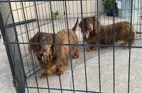 Berta, a female Miniature Dachshund for sale in Albuquerque, NM – Photo 4 of 4