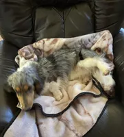 Frank, a male Dachshund for sale in Albuquerque, NM – 6 of 9