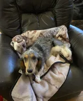 Frank, a male Dachshund for sale in Albuquerque, NM – 5 of 9