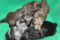 Laverne, a female Miniature Dachshund for sale in Albuquerque, NM – Photo 2 of 4