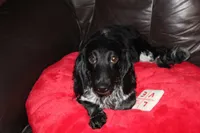 Laverne, a female Miniature Dachshund for sale in Albuquerque, NM – Photo 3 of 4