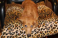 Laverne, a female Miniature Dachshund for sale in Albuquerque, NM – Photo 4 of 4