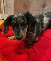 Laverne, a female Miniature Dachshund for sale in Albuquerque, NM – Photo 1 of 4
