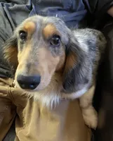 Frank, a male Dachshund for sale in Albuquerque, NM – 8 of 9