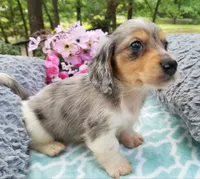 Frank, a male Dachshund for sale in Albuquerque, NM – 9 of 9
