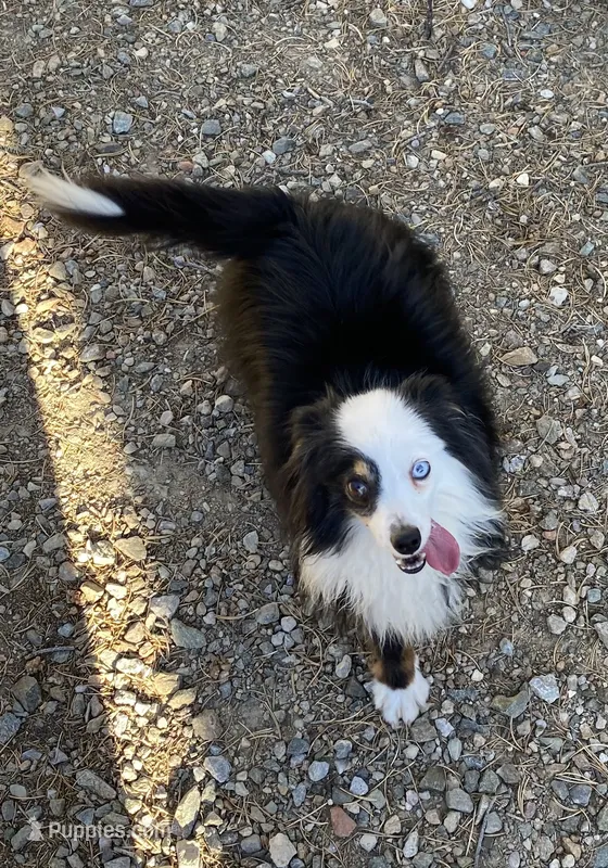 Tiny – Toy Australian Shepherd puppy for sale in Albuquerque, NM