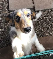 Frank, a male Dachshund for sale in Albuquerque, NM – 2 of 9