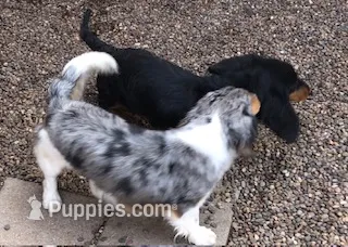 Frank – Dachshund puppy for sale in Albuquerque, NM
