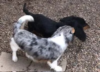 Frank, a male Dachshund for sale in Albuquerque, NM – 1 of 9