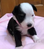 Tiny, a female Toy Australian Shepherd for sale in Albuquerque, NM – Photo 2 of 2
