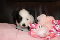 Tiny, a female Toy Australian Shepherd for sale in Albuquerque, NM – Photo 1 of 2